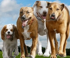 dog walking services in gloucester
