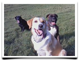 jess-ron-holly4
