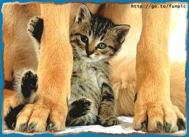 kitten and dog for website kitten and dog for website