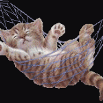 web kitten