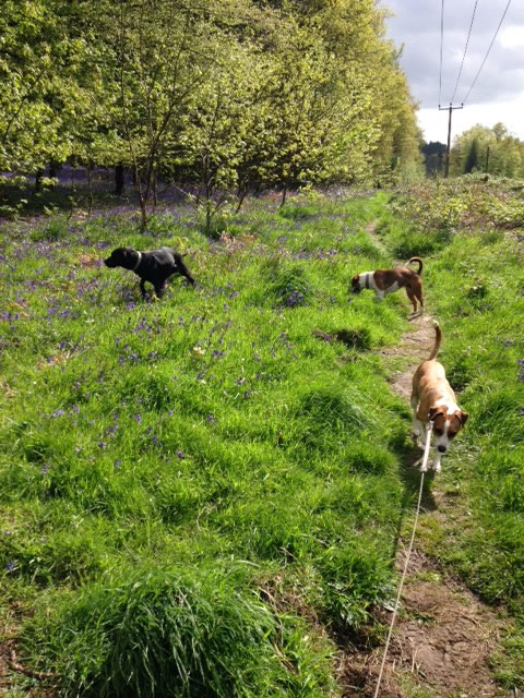 Dog walking bluebell woods gloucestershire