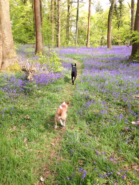 walking with dogs in gloucestershire