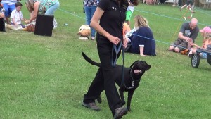 Charlton kings show. Cash fun obedience. (7)