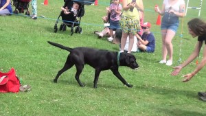 Charlton kings show. Cash retrieving a five pound note