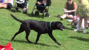 Charlton kings show. Five pound note search and retrieve