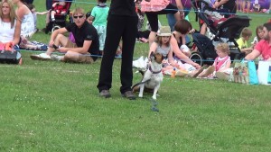 Charlton kings show. Munch fun obedience demo (9)